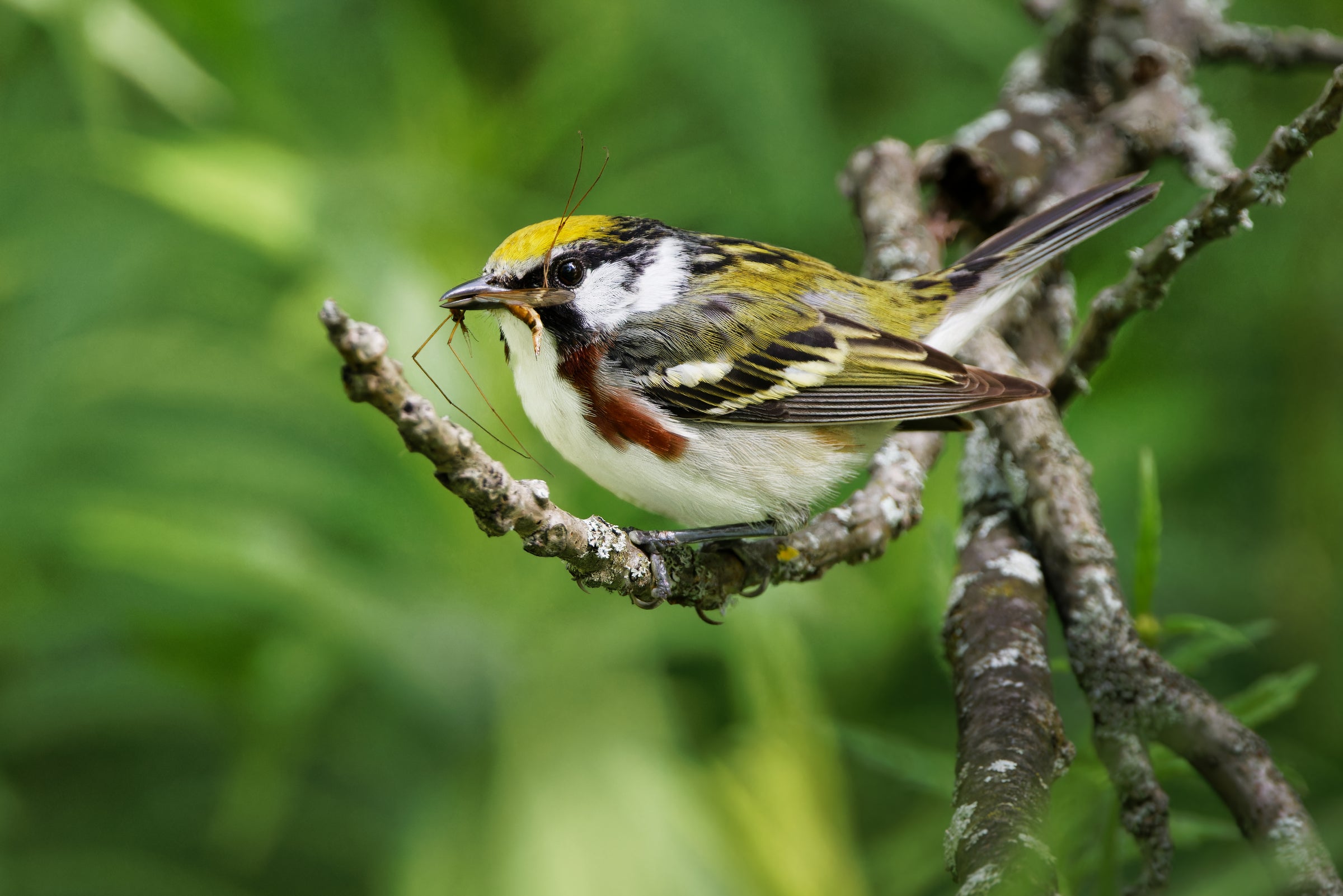 Banning barberry and embracing birds | Audubon